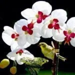 Ngày 31 – Xuất Ê-díp-tô Ký 35:30–35 – Người Được Chúa Chọn