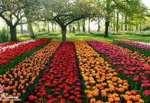 Ngày 20 – Châm Ngôn 27:22 – Sự Cứng Lòng của Người Ngu Dại